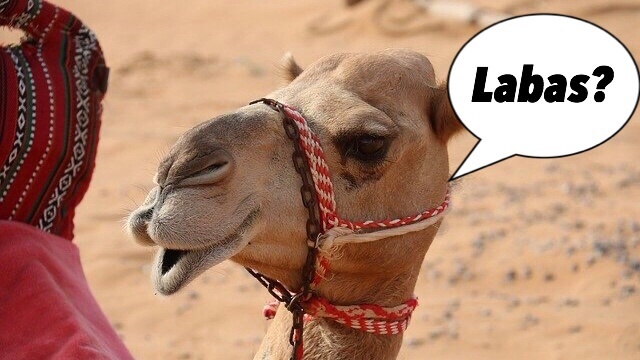 ラクダがアラビア語を話している様子